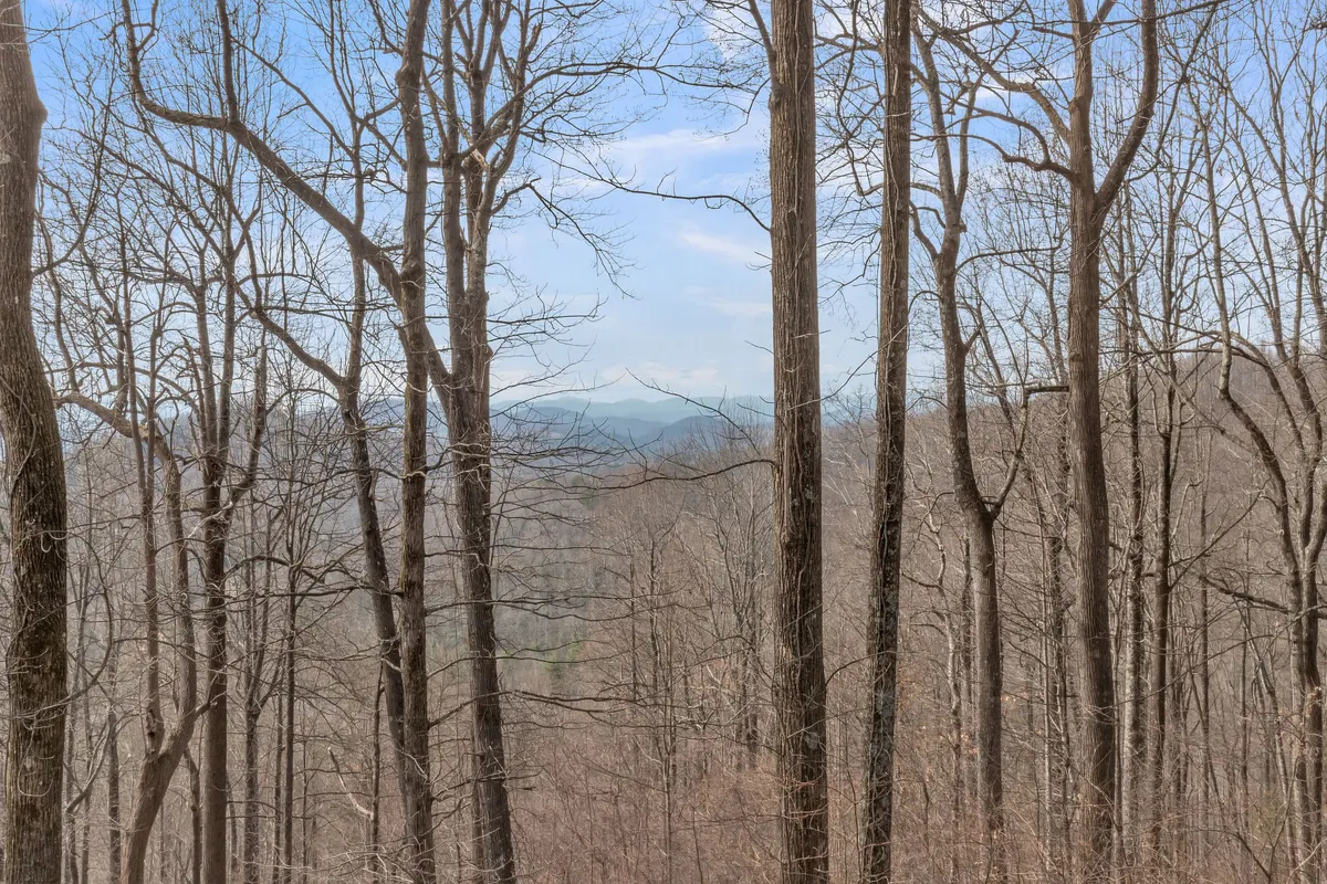 A sweeping view of tall bare trees stretching toward a clear sky with distant mountains in the background, evoking a sense of open space and natural tranquility. The expansive landscape suggests the proximity of hiking trails and opportunities for wildlife spotting, while the serene atmosphere invites outdoor exploration and relaxation.